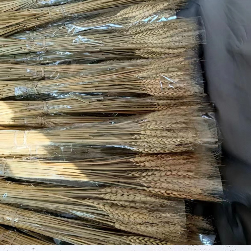 50個入り 人工花 ナチュラル ドライ小麦茎 DIYクラフト - Wedding Ceremony Supply のレビューと価格